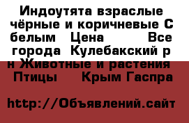 Индоутята взраслые чёрные и коричневые С белым › Цена ­ 450 - Все города, Кулебакский р-н Животные и растения » Птицы   . Крым,Гаспра